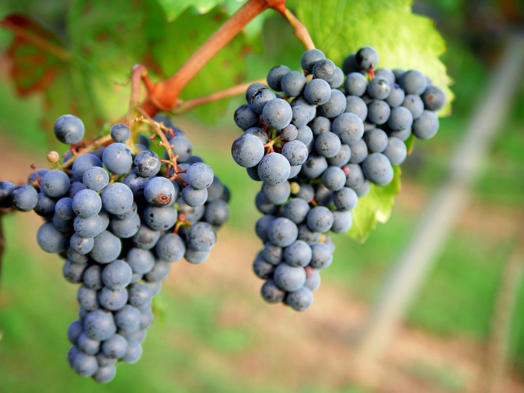 grapes, red wine, vineyard-1717387.jpg